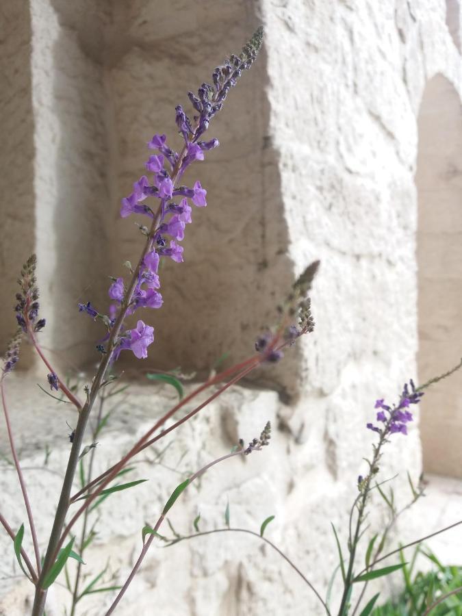 Trulli Di Puglia - Casa Vacanze In Valle D'Itria Martina Franca Exterior photo